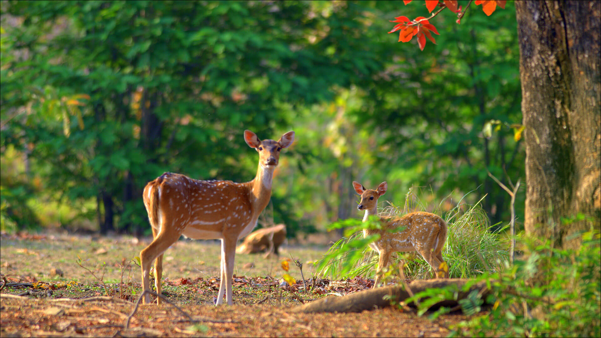 Wild life 4. Национальный парк Джима Корбетта. Национальный парк Корбетт(Индия ). Национальном парке Джим Корбетт.. Национальный парк Канха.